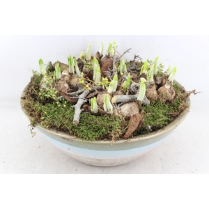 arr4 Narcis MB - Ker. sky schaal L 338/2