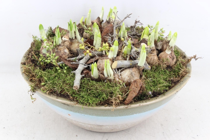 <h4>arr4 Narcis MB - Ker. sky schaal L 338/2</h4>