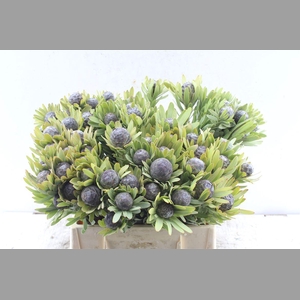 Kaaps Leucad Pubescens