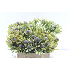 Kaaps Leucad Pubescens