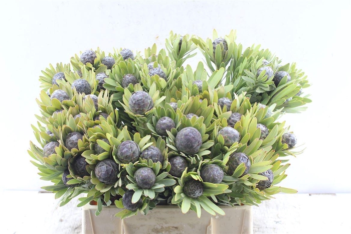 <h4>Kaaps Leucad Pubescens</h4>