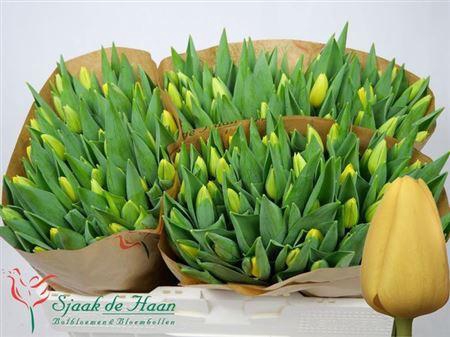 <h4>Tu En Novi Sun</h4>