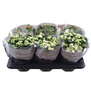 Kalanchoe Rosalina 15cm Goud En Zil