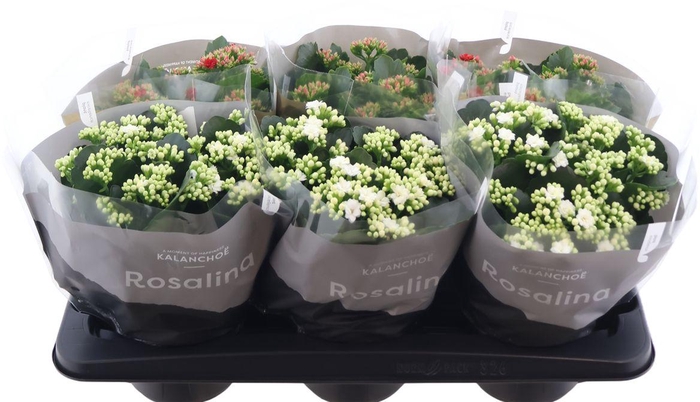<h4>Kalanchoe Rosalina 15cm Goud En Zil</h4>