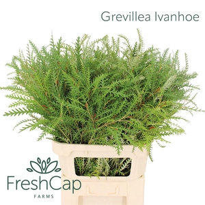 Grevillea Ivanhoe