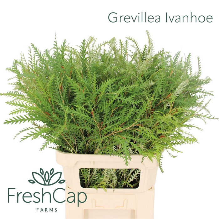 <h4>Grevillea Ivanhoe</h4>