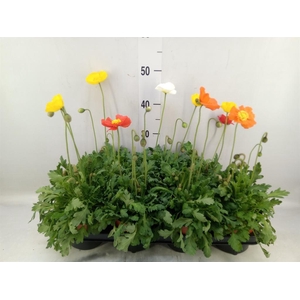 Papaver nudic. 'Gartenzwerg'