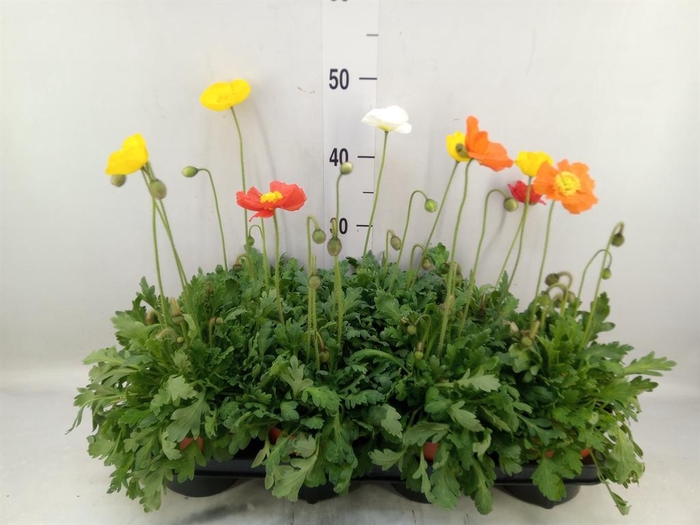 <h4>Papaver nudic. 'Gartenzwerg'</h4>