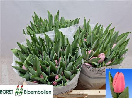 <h4>Tu En Tresor</h4>