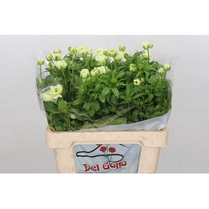 RAN BUTTERFLY GRACES