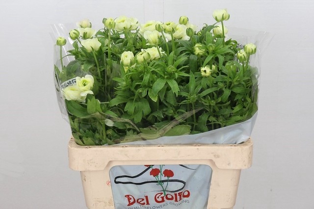 <h4>RAN BUTTERFLY GRACES</h4>