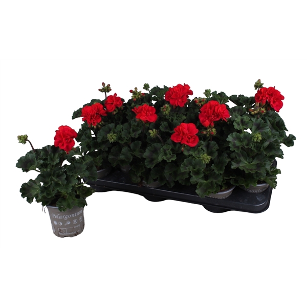 <h4>Pelargonium Zonale rood</h4>