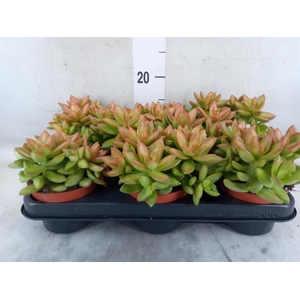Sedum   ...