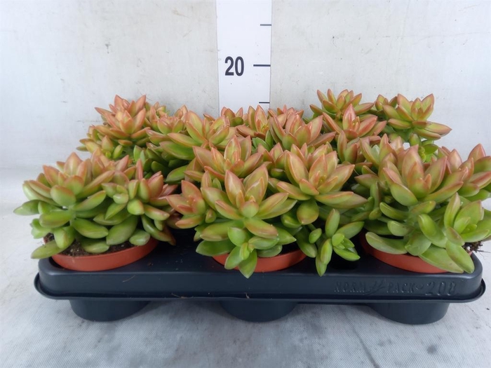 <h4>Sedum   ...</h4>