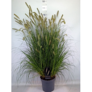 Pennisetum alopec. 'Hameln'