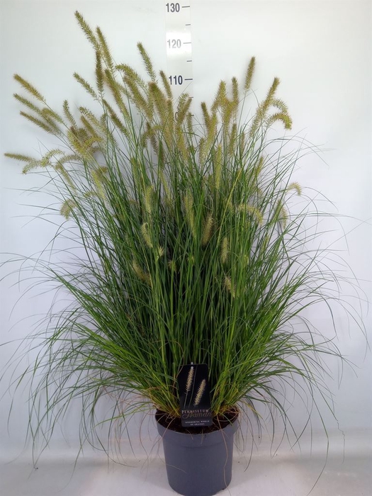 <h4>Pennisetum alopec. 'Hameln'</h4>