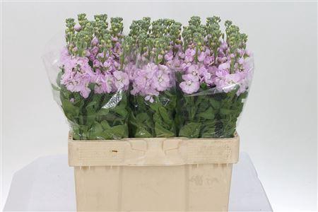 <h4>Matth Figaro L Rose</h4>