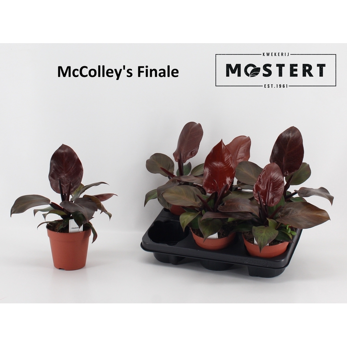 <h4>Philodendron McColley 12Ø 25cm</h4>
