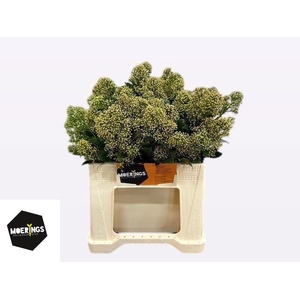 SKIM J SNOW WHITE BS