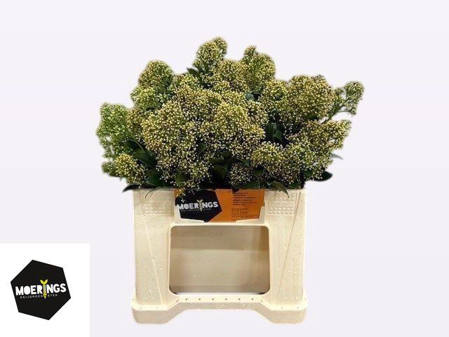 <h4>SKIM J SNOW WHITE BS</h4>