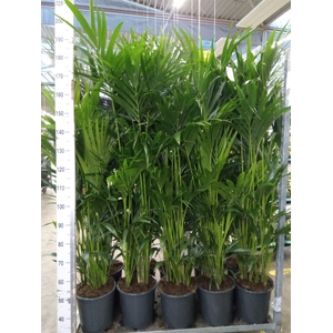 Howea forsteriana
