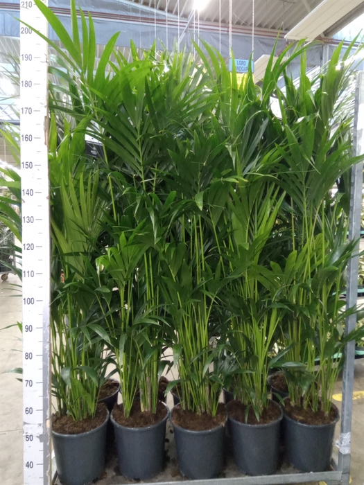 <h4>Howea forsteriana</h4>