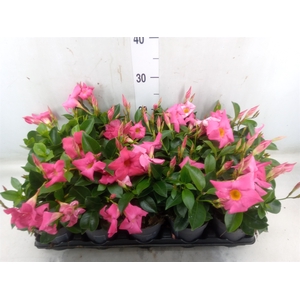 Mandevilla  'Sundavil Pink'