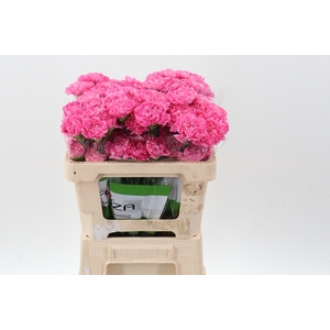 Di St Tonic Golem 50cm