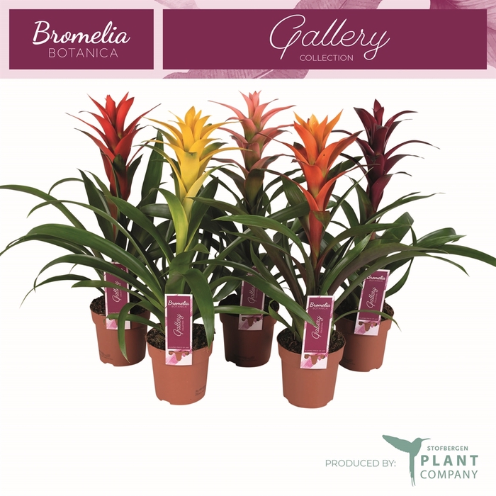 <h4>Guzmania   ...mix</h4>