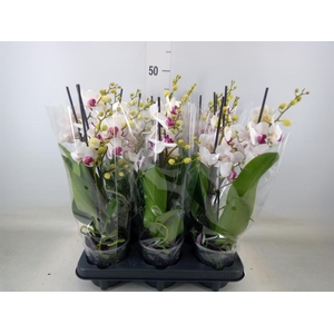 Phalaenopsis multi. 'FC Safe Haven'