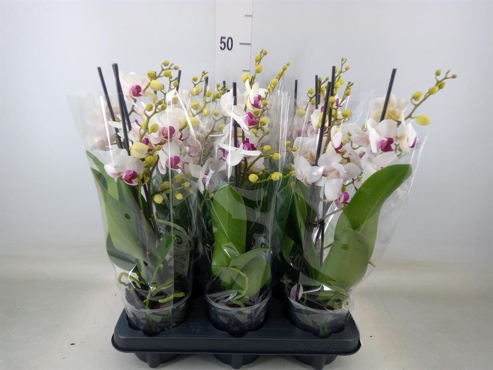 <h4>Phalaenopsis multi. 'FC Safe Haven'</h4>