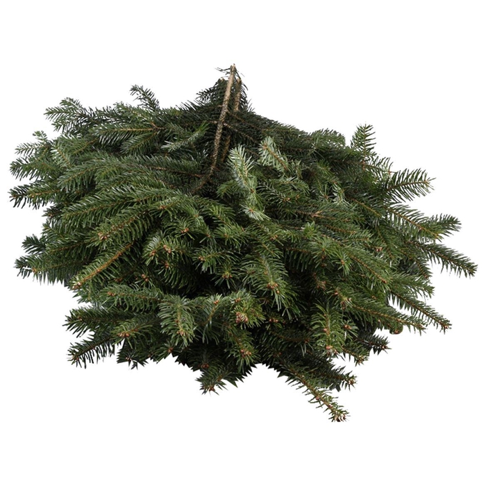 <h4>Nordmann Handbos</h4>