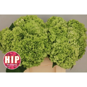 HYDR M CANNONBALL CL