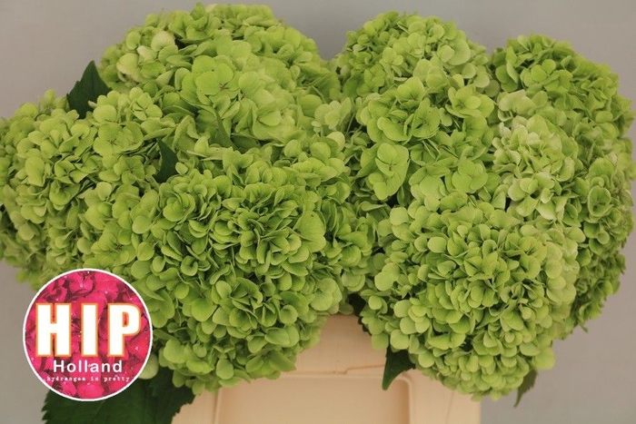 <h4>HYDR M CANNONBALL CL</h4>