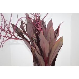 FLOR DE DRACENA FLOR DE DRACENA VINHO
