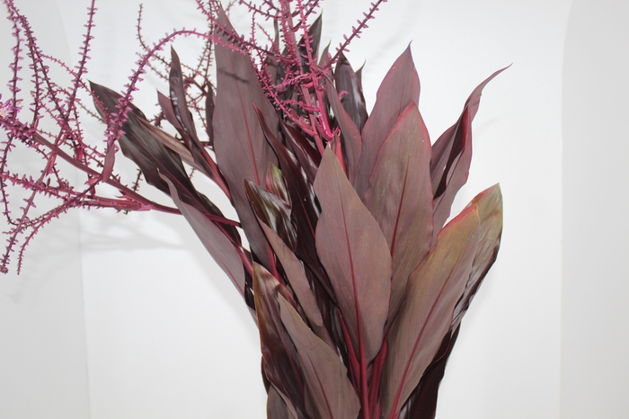 <h4>FLOR DE DRACENA FLOR DE DRACENA VINHO</h4>