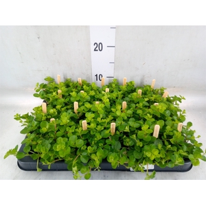 Peperomia rotundifolia