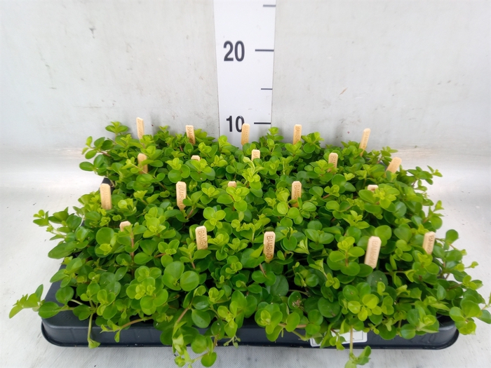 <h4>Peperomia rotundifolia</h4>