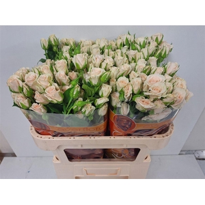 R TR ROYAL PORCELINA