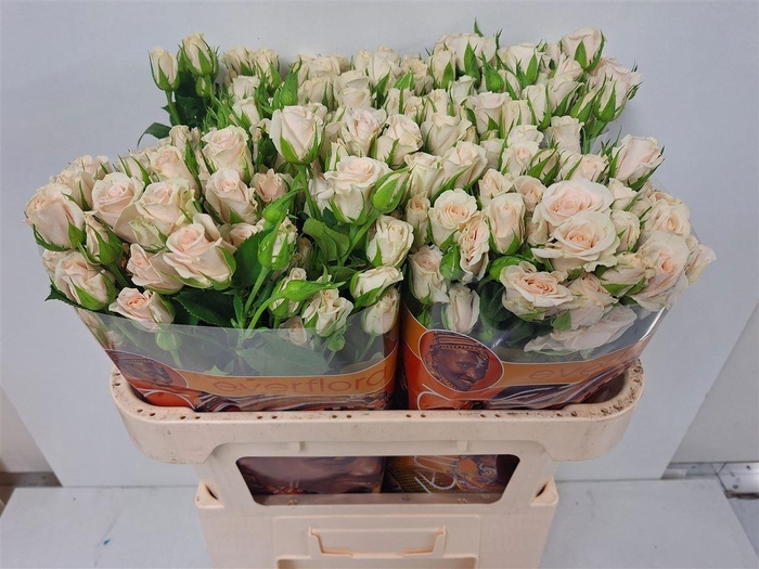 <h4>R TR ROYAL PORCELINA</h4>