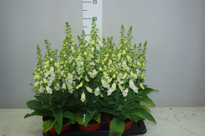 <h4>Digitalis Camelot White</h4>