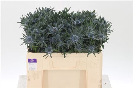 <h4>Eryngium Orion Qstar</h4>