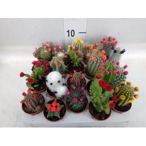 Cactus   ...decorated