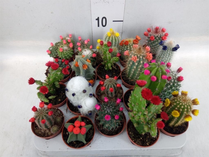 <h4>Cactus   ...decorated</h4>