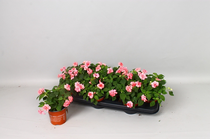 <h4>IMP FIESTA OLE PINK</h4>