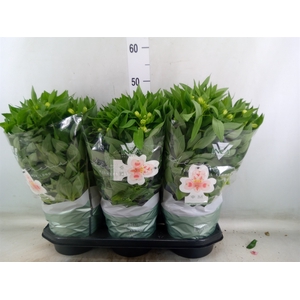 Alstroemeria  'Inca Collection'