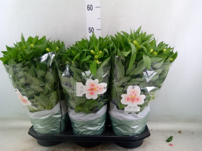 <h4>Alstroemeria  'Inca Collection'</h4>