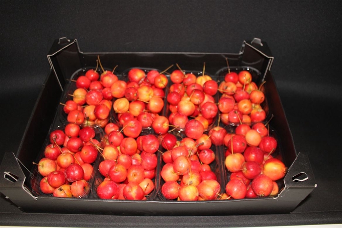 <h4>F Appel Malus Rood X8</h4>