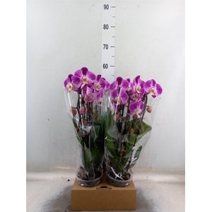 Phalaenopsis  'Elegant Cascade'