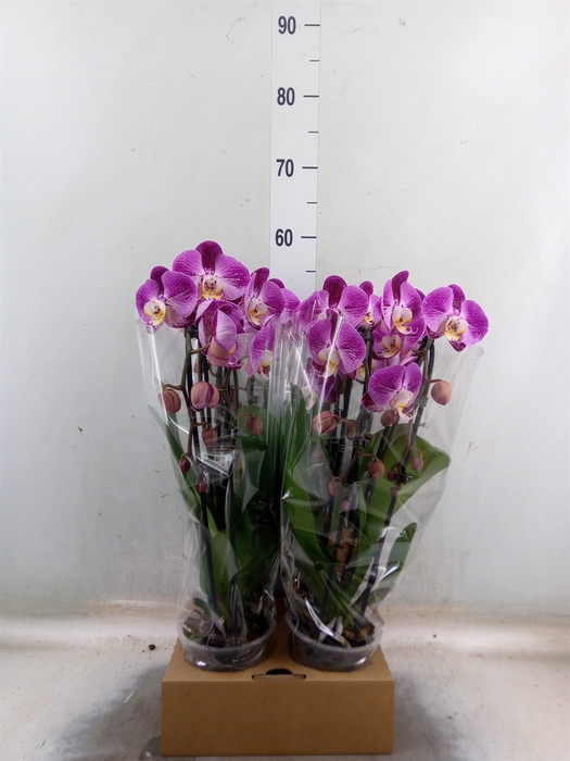 <h4>Phalaenopsis  'Elegant Cascade'</h4>